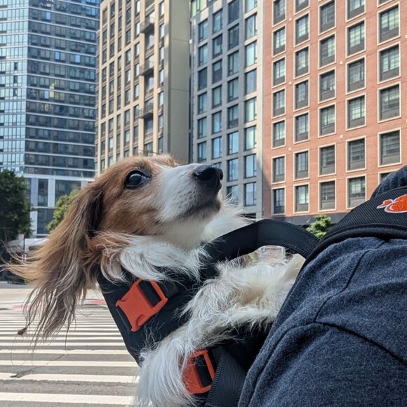 Maxine One SMALL Dog Carrier by Little Chonk - Black - Picture 3 of 4